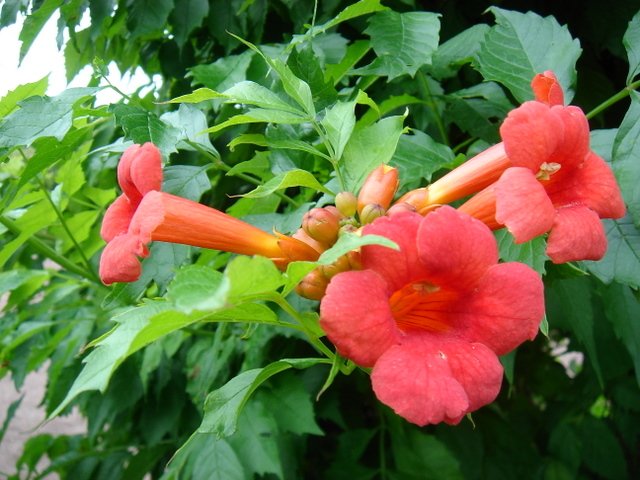 Campsis radicans